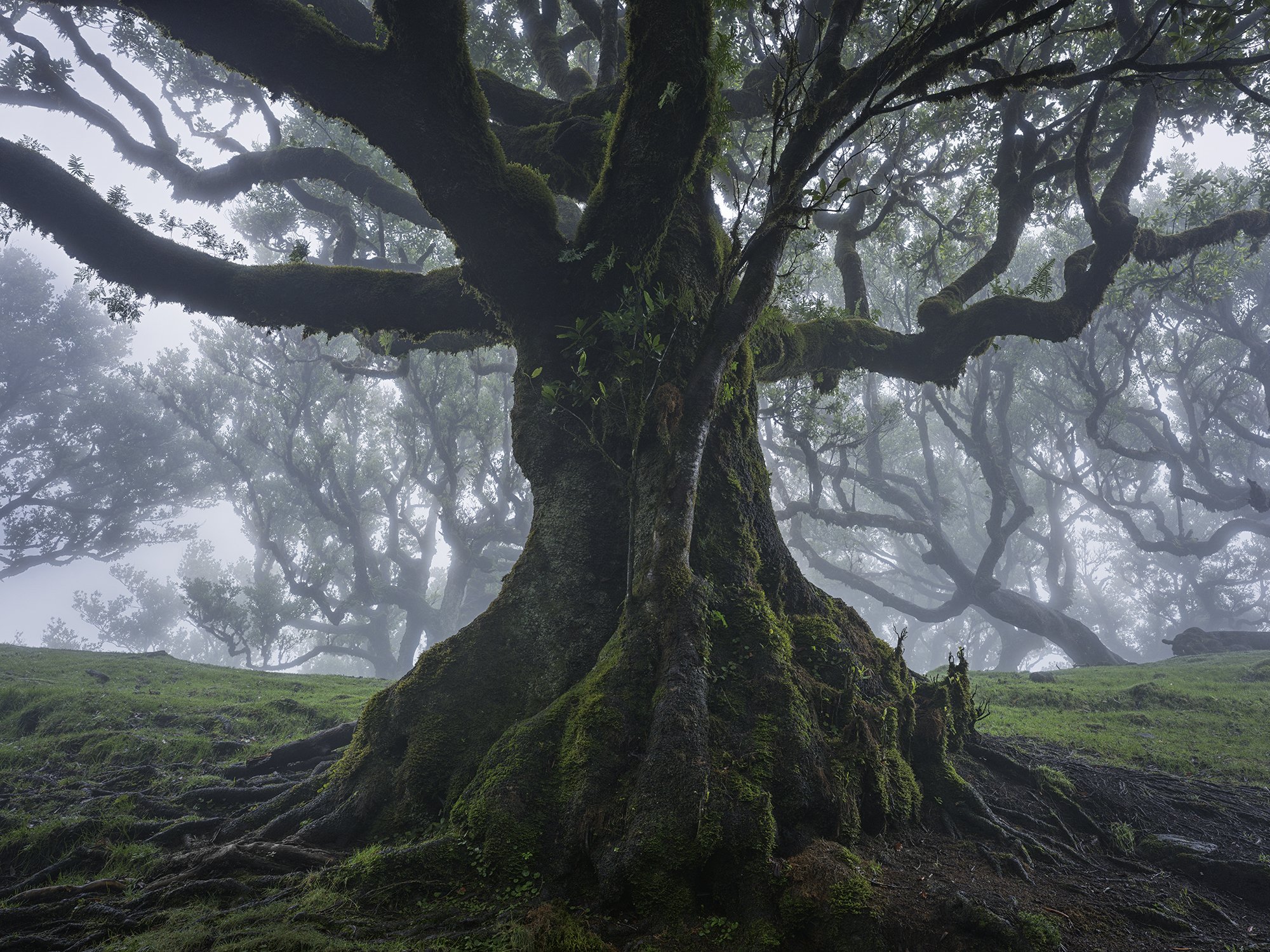 Intimate Landscapes — Hans Strand Photography